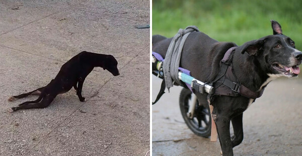 Δεύτερη ευκαιρία: Ένα καταφύγιο δίνει ξανά ζωή σε παράλυτους σκύλους με αμαξίδια και «άπειρη αγάπη»