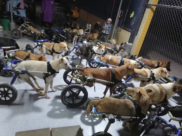 Δεύτερη ευκαιρία: Ένα καταφύγιο δίνει ξανά ζωή σε παράλυτους σκύλους με αμαξίδια και «άπειρη αγάπη»
