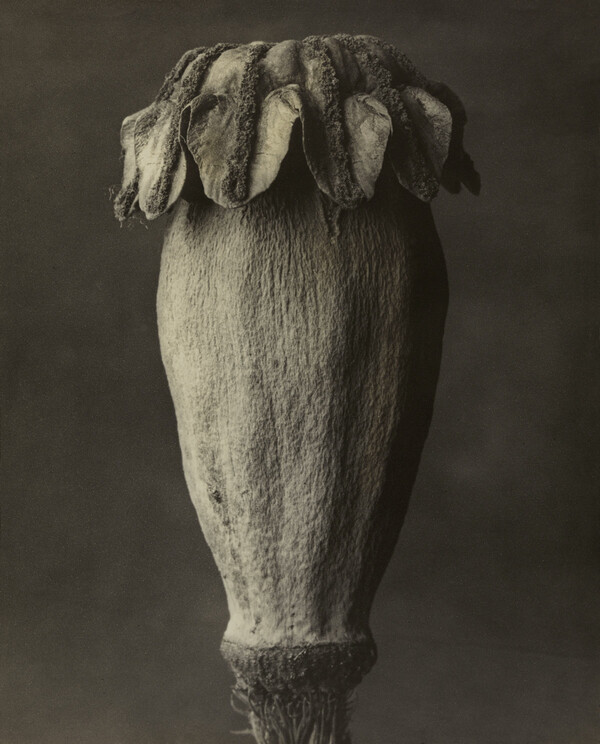 Ο τεράστιος φωτογράφος Karl Blossfeldt, που λίγοι αγαπούν και ξέρουν