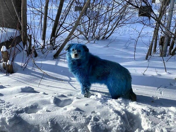 Μπλε σκύλος