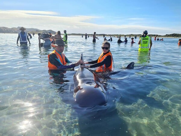 Δεκάδες φάλαινες εξώκειλαν σε ακτή της Νέας Ζηλανδίας