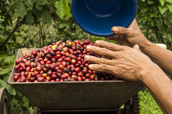 Το «ταξίδι» του specialty coffee από το καφεόδεντρο στην κούπα μας