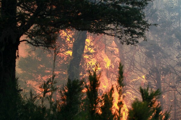 Εκτός ελέγχου η πυρκαγιά στην Αργεντινή - Απανθρακώθηκαν 65.000 στρέμματα δάσους