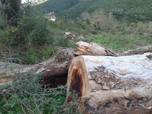 Μύκητας καταστρέφει δάση από πλατάνια στα Ιωάννινα- «Απειλούνται από άμεση εξαφάνιση»