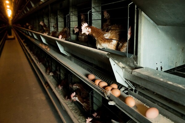Η Ολλανδία θα προχωρήσει στην σφαγή 200.000 πουλερικών - Λόγω της γρίπης των πτηνών