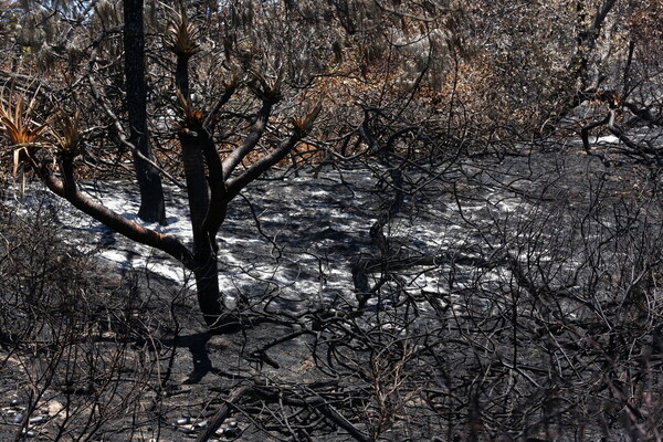 Πυρκαγιά κατακαίει την Νήσο Φρέιζερ που ανήκει στην Παγκόσμια Κληρονομιά της UNESCΟ