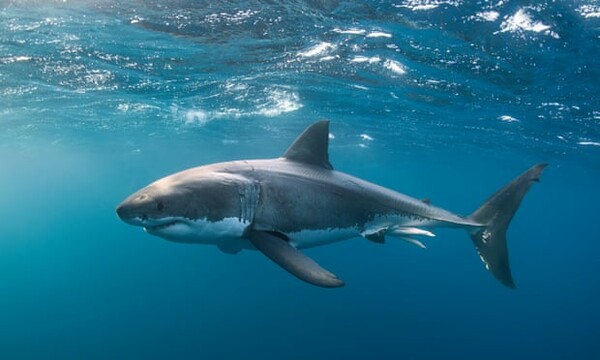 Αυστραλία: Σέρφερ δέχθηκε επίθεση από καρχαρία και γύρισε μόνος του στην ακτή για βοήθεια
