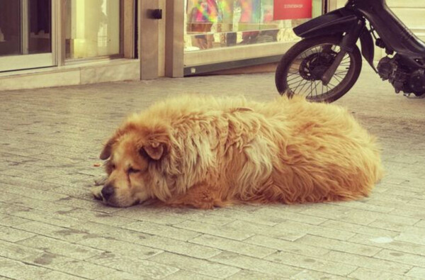Οδηγός παρέσυρε και σκότωσε έναν από τους πιο γνωστούς αδέσποτους σκύλους της Αθήνας