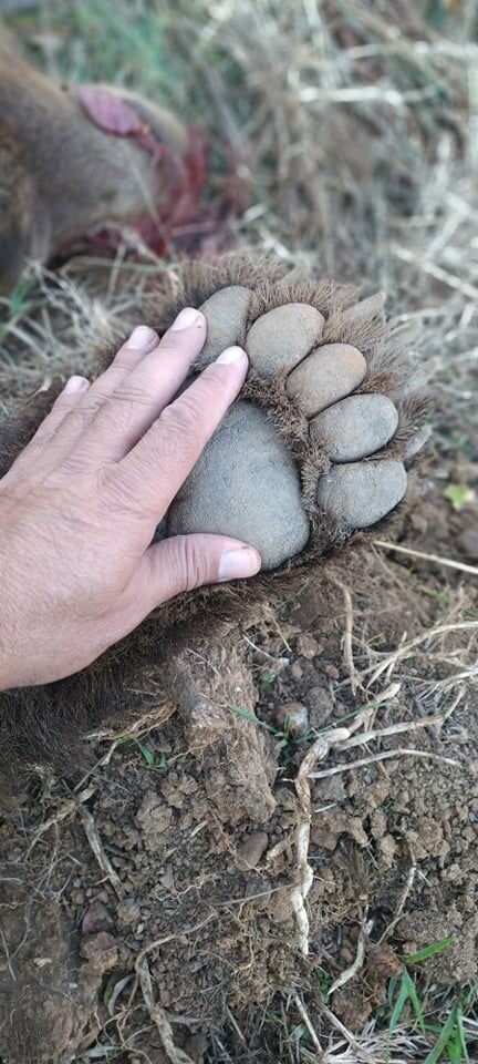 Καστοριά: Νεκρή αρκούδα 250 κιλών σε τροχαίο