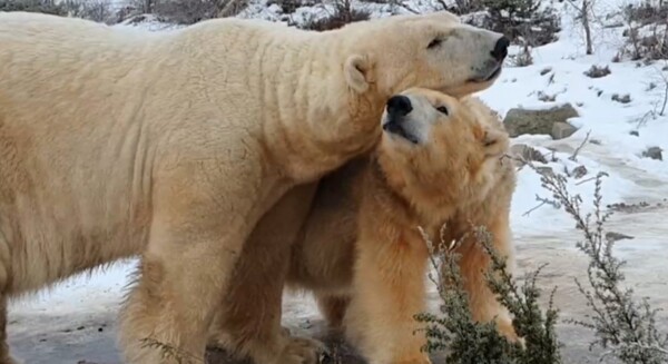 Σκωτία: Οι πολικές αρκούδες Άρκτος και Βικτώρια είναι ξανά μαζί [ΒΙΝΤΕΟ]