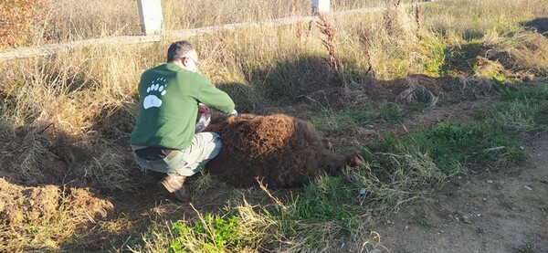 Καστοριά: Νεκρή αρκούδα 250 κιλών σε τροχαίο