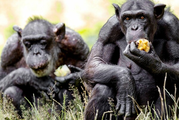 Έρευνα: Οι χιμπατζήδες γίνονται πιο επιλεκτικοί με τις φιλίες μεγαλώνοντας, όπως ο άνθρωπος