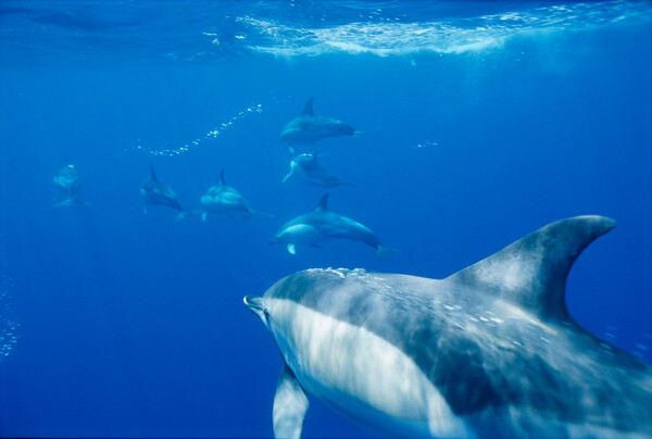 WWF: Δέκα παράξενα πράγματα που δεν γνωρίζουμε για τα δελφίνια