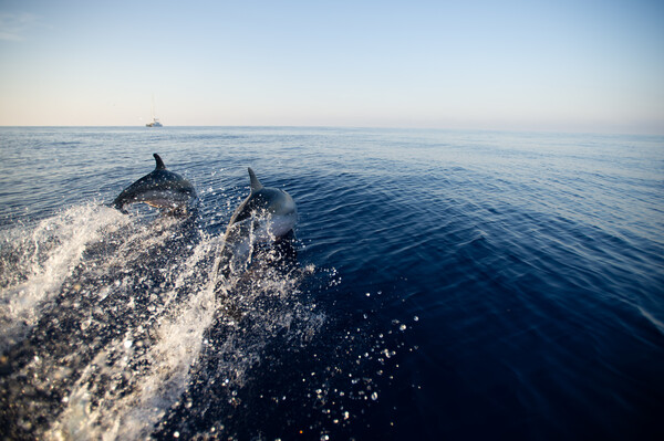 WWF: Δέκα παράξενα πράγματα που δεν γνωρίζουμε για τα δελφίνια