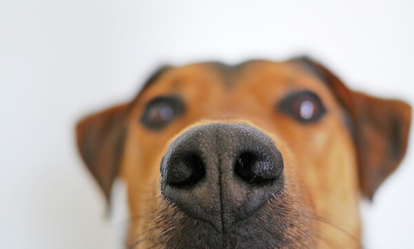 Σκύλοι εκπαιδεύονται να μυρίζουν τον κορωνοϊό - «Μπορούν να μας βοηθήσουν»