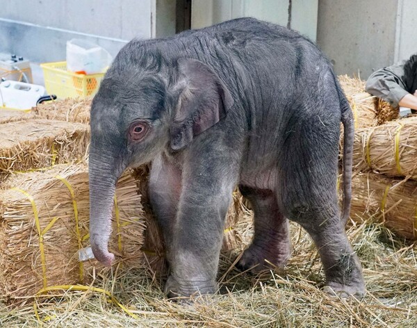 Στο ζωολογικό κήπο του Τόκιο γεννήθηκε το πρώτο ελεφαντάκι εδώ και 138 χρόνια