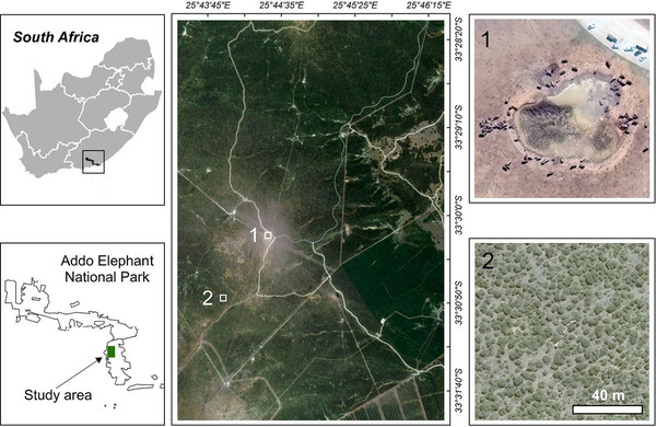 Μετρώντας ελέφαντες από το Διάστημα με δορυφόρο - Αλγόριθμοι «εκπαιδεύονται» για την προστασία των ζώων
