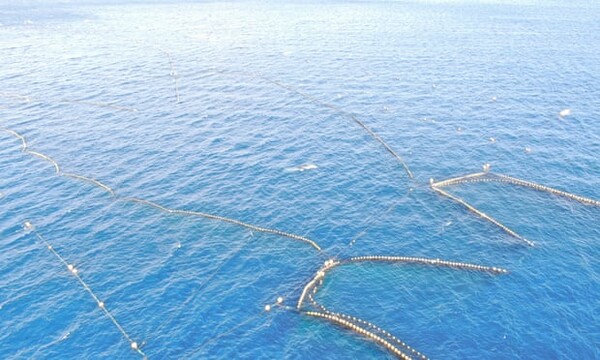 Ιαπωνία: Φάλαινα εγκλωβισμένη σε δίχτυα για πάνω από 2 εβδομάδες - «Ο χρόνος της τελειώνει»