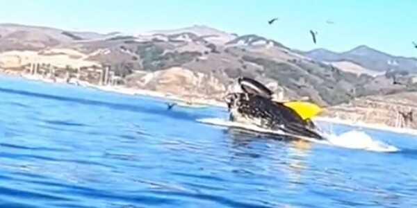 Βίντεο: Φάλαινα παραλίγο να «καταπιεί» δύο γυναίκες που έκαναν κανό