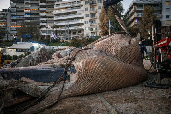 Φωτογραφίες: Νεκρή φάλαινα εντοπίστηκε στον Πειραιά