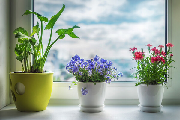 Έρευνα: Τα φυτά στο σπίτι επιδρούν θετικά στην ψυχολογία εν μέσω lockdown