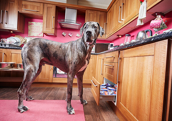 Πέθανε ο ψηλότερος σκύλος του κόσμου: «Ήταν ένας αγαθός γίγαντας»