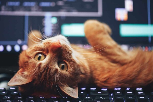 Έρευνα: Γιατί οι γάτες αγαπούν τα πληκτρολόγια