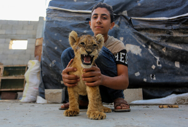 Λιοντάρι στο κλουβί, Λωρίδα της Γάζας 9 Νοεμβρίου 2020