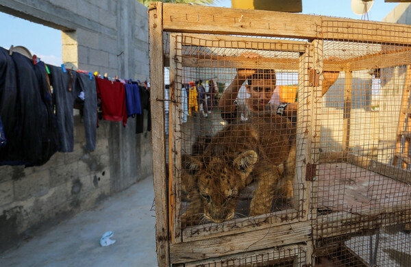 Λιοντάρι στο κλουβί, Λωρίδα της Γάζας 9 Νοεμβρίου 2020