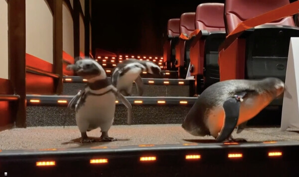 Γιατί οι πιγκουίνοι πηγαίνουν σινεμά στο Σικάγο;
