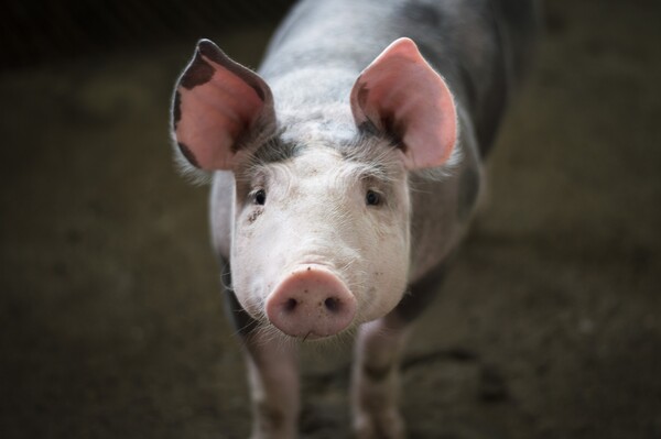Η PETA ζητά από όλους να πάψουν να χρησιμοποιούν το «γουρούνι» και την «κότα» ως προσβολές