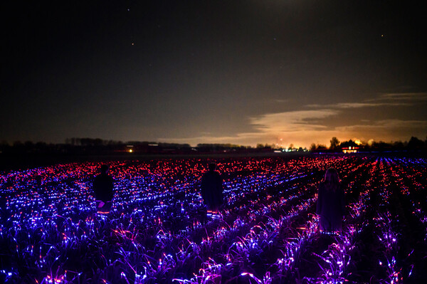 «Συνταγές φωτός» σε ένα χωράφι 20.000 τμ: Το "Grow" μιλά με χρώματα για την ομορφιά της γεωργίας