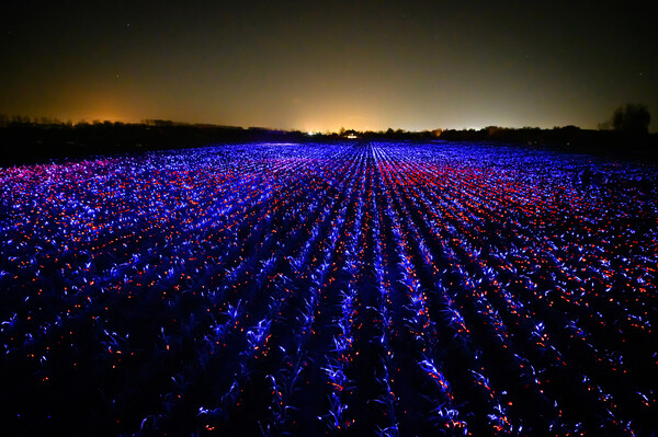 «Συνταγές φωτός» σε ένα χωράφι 20.000 τμ: Το "Grow" μιλά με χρώματα για την ομορφιά της γεωργίας