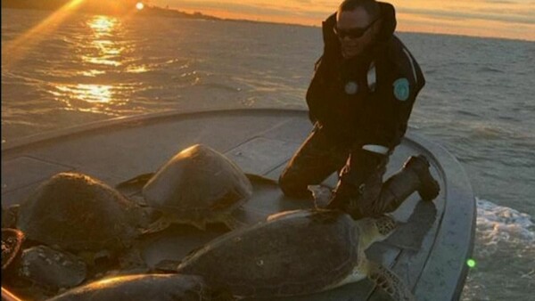 Επιχείρηση διάσωσης για χιλιάδες θαλάσσιες χελώνες - Βρέθηκαν «παγωμένες» από το ψύχος