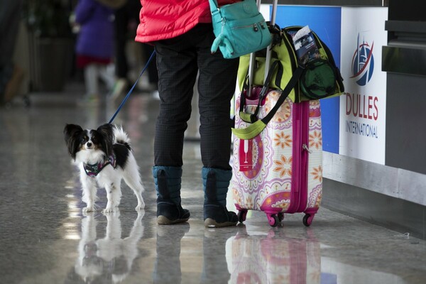 ΗΠΑ: Μόνο τα εκπαιδευμένα σκυλιά θεωρούνται «ζώα βοήθειας» στα αεροπλάνα
