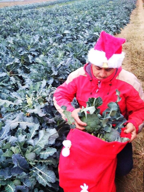 Κιλκίς: Αγρότης καλλιεργεί τα λαχανικά του υπό τους ήχους χριστουγεννιάτικης μουσικής - «Την αγαπούν»