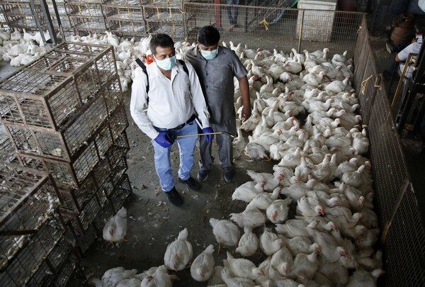 Ινδία: Θανατώσεις χιλιάδων πουλερικών μετά από κρούσματα γρίπης των πτηνών