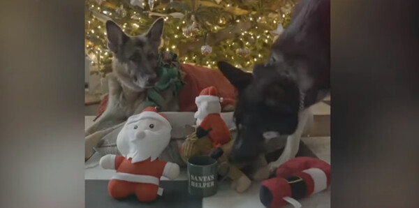 Βίντεο: Οι σκύλοι του Τζο Μπάιντεν «έστειλαν» τις δικές τους ευχές για τα Χριστούγεννα