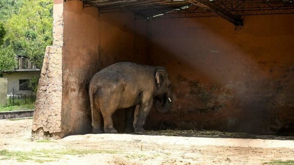 Ο Κααβάν, ο πιο «μοναχικός ελέφαντας του κόσμου», είναι επιτέλους ελεύθερος