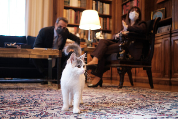 «Δεν ξέρεις την Καλυψώ;»: Η γάτα του Προεδρικού Μεγάρου «παρέστη» στη συνάντηση Σακελλαροπούλου - Μητσοτάκη