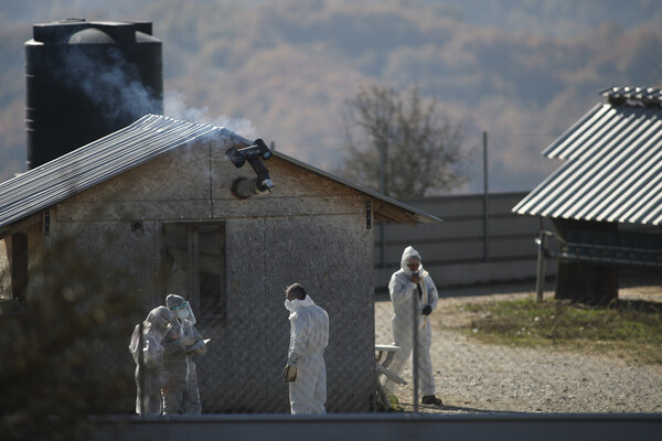 Ξεκίνησε η θανάτωση των 2.500 μινκ που προσβλήθηκαν από κορωνοϊό στην Κοζάνη