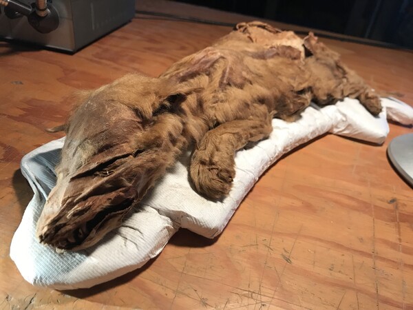 Καναδάς: Ανακαλύφθηκε σπάνιο μουμιοποιημένο λυκάκι ηλικίας 56.000 ετών