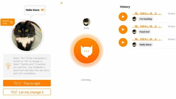 Εφαρμογή «μεταφράζει» το νιαούρισμα της γάτας - Από πρώην μηχανικό της Amazon