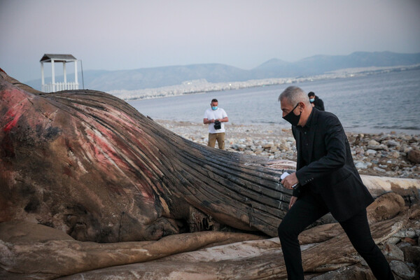 Φωτογραφίες: Νεκρή φάλαινα εντοπίστηκε στον Πειραιά