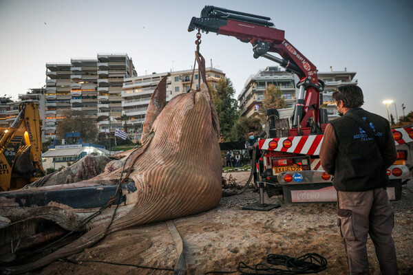 WWF για τη νεκρή φάλαινα στον Πειραιά: Επείγουσα ανάγκη λήψης μέτρων από την πολιτεία