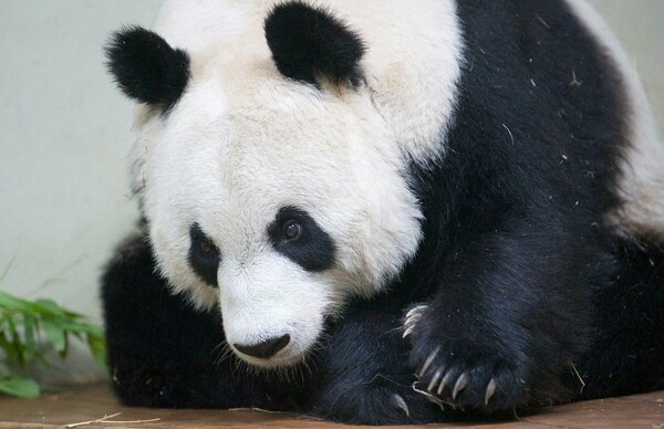 Τα γιγαντιαία πάντα του ζωολογικού κήπου του Εδιμβούργου ίσως επιστραφούν στην Κίνα