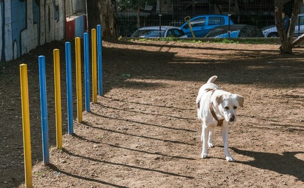 Ένα πάρκο αποκλειστικά για σκύλους στον δήμο Νέας Σμύρνης