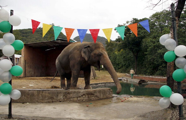 Ο Κααβάν, ο πιο «μοναχικός ελέφαντας του κόσμου», είναι επιτέλους ελεύθερος