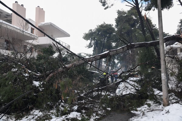 Ποιος είναι αρμόδιος για το κλάδεμα των δέντρων; ΔΕΔΔΗΕ: Με άδεια του δασαρχείου - ΚΕΔΕ: Δεν ευθύνονται οι δήμοι