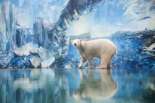 ΗΠΑ: Αρσενική πολική αρκούδα σκότωσε θηλυκή σε ζωολογικό κήπο - Σε απόπειρα αναπαραγωγής